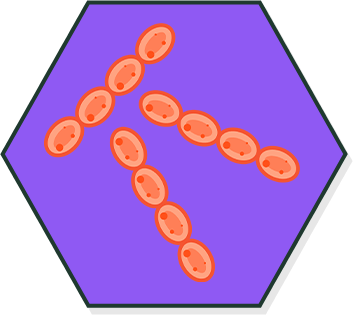 Lactic Acid Producing Bacteria