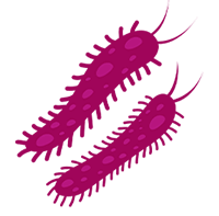 Protozoa